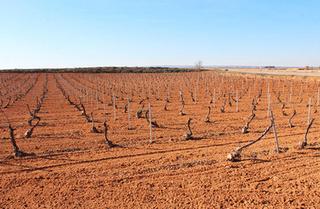 Propriété Calle maldonado. Pedro muñoz (ciudad real). lugar "sitio montilla". Propriété Calle maldonado. Pedro muñoz (ciudad real). lugar "sitio montilla".