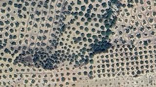 Rural plot in Alhama de Granada. Olivar para consumo propio, opción caseta de aperos. Rural plot in Alhama de Granada. Olivar para consumo propio, opción caseta de aperos.