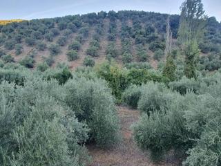Finca rústica a Puente de Génave. Olivar de secano en peñolite Finca rústica a Puente de Génave. Olivar de secano en peñolite