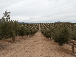 Finca rústica a Cabra del Santo Cristo. 5.215 olivos de 1 pie, picual Finca rústica a Cabra del Santo Cristo. 5.215 olivos de 1 pie, picual