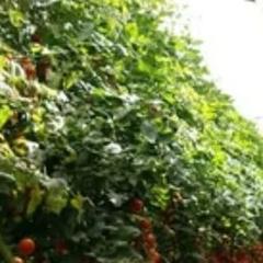 Alquiler Finca rústica en Retamar. Alquiler de invernadero de 4 hectareas por la zona del 21 nijar. Alquiler Finca rústica en Retamar. Alquiler de invernadero de 4 hectareas por la zona del 21 nijar.