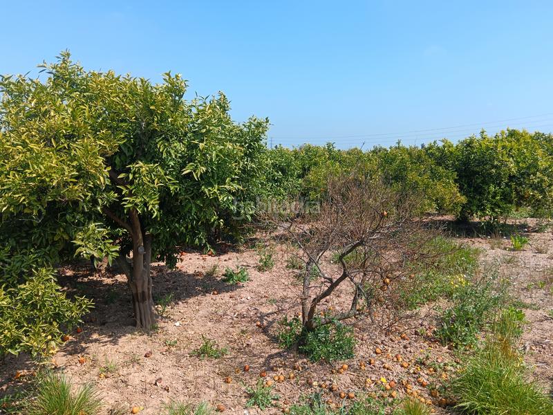 Foto ef70f615-4fb3-4e0b-9a09-8122c393cffa. Finca rústica naranjal con corral en Camino de Onda-Salesianos Burriana Foto ef70f615-4fb3-4e0b-9a09-8122c393cffa. Finca rústica naranjal con corral en Camino de Onda-Salesianos Burriana