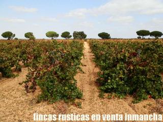 Finca rústica a Pozoamargo. Finca en venta 42 has. viña en espaldera regadío en cuenca Finca rústica a Pozoamargo. Finca en venta 42 has. viña en espaldera regadío en cuenca