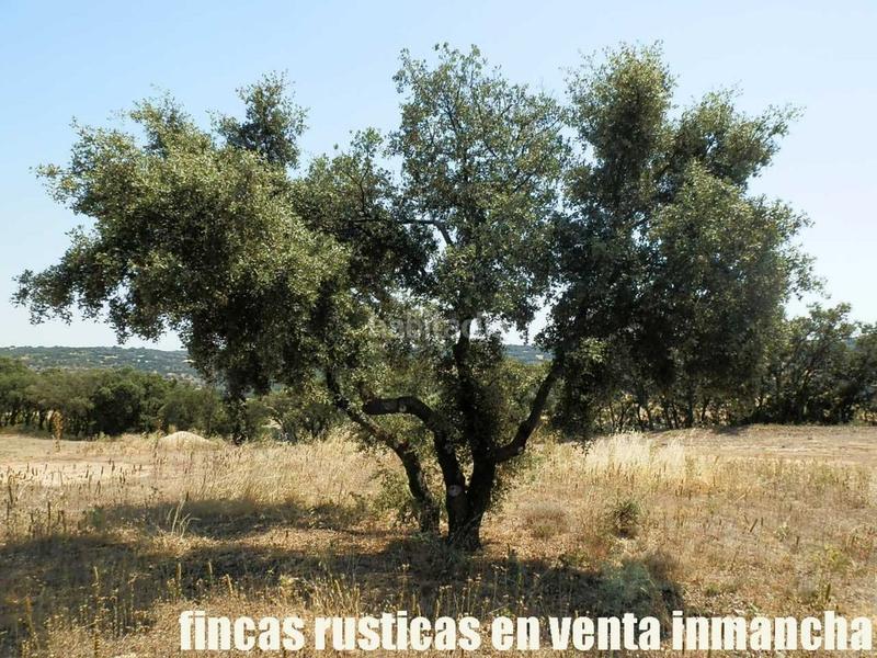 Foto 28d6de9e-0422-4441-a336-f16b98988fc3. Finca rústica finca en venta 118 has. recreo a 130 km. de madrid en guadalajara en Alcocer Foto 28d6de9e-0422-4441-a336-f16b98988fc3. Finca rústica finca en venta 118 has. recreo a 130 km. de madrid en guadalajara en Alcocer