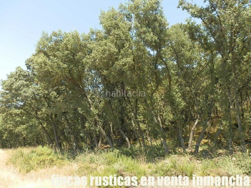 Foto afe47b05-a447-41e3-bc44-477271bd020d. Finca rústica finca en venta 118 has. recreo a 130 km. de madrid en guadalajara en Alcocer Foto afe47b05-a447-41e3-bc44-477271bd020d. Finca rústica finca en venta 118 has. recreo a 130 km. de madrid en guadalajara en Alcocer