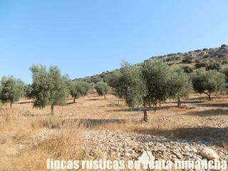 Finca rústica a Almagro. Finca en venta 326 has. ganadera labor en almagro (c.real) Finca rústica a Almagro. Finca en venta 326 has. ganadera labor en almagro (c.real)