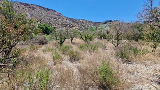 Propriété à Calle de miguel navarro sanchez 4. Terreno 3500 m² en canjayar, paraje río chico, vallado con agua Propriété à Calle de miguel navarro sanchez 4. Terreno 3500 m² en canjayar, paraje río chico, vallado con agua