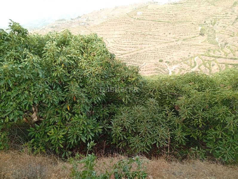 Foto a1ee9b16-dbea-4eb3-ab03-44beedcd413d. Finca rústica a Ítrabo Foto a1ee9b16-dbea-4eb3-ab03-44beedcd413d. Finca rústica a Ítrabo