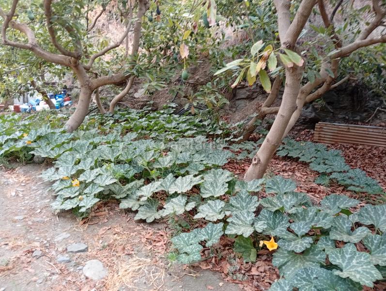 Foto fa7cce3b-d460-469f-9e20-65eac17179e1. Finca rústica a Ítrabo Foto fa7cce3b-d460-469f-9e20-65eac17179e1. Finca rústica a Ítrabo