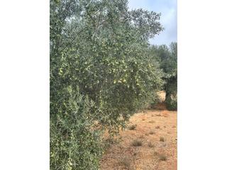 Finca rústica  Jaén 1. Oportunidad ! Finca rústica  Jaén 1. Oportunidad !