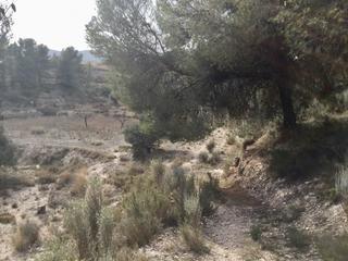 Finca rústica a Partida torrosellas 114. Terreno en venta polígono 6 parcela 34 y 35 tibi, alicante Finca rústica a Partida torrosellas 114. Terreno en venta polígono 6 parcela 34 y 35 tibi, alicante