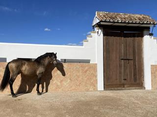 Masia a Paterna del Campo. Dehesa de 87 hectáreas con buenas instalaciones taurinas e hípic Masia a Paterna del Campo. Dehesa de 87 hectáreas con buenas instalaciones taurinas e hípic