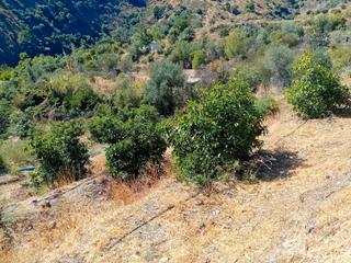 Finca rústica en Yunquera. Fincas de aguacates en yunquera – un rincón natural en el corazó Finca rústica en Yunquera. Fincas de aguacates en yunquera – un rincón natural en el corazó