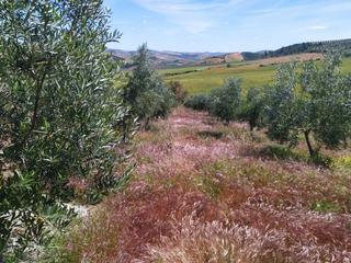 Propriété Calle martín salazar. Se vende olivar en montellano Propriété Calle martín salazar. Se vende olivar en montellano