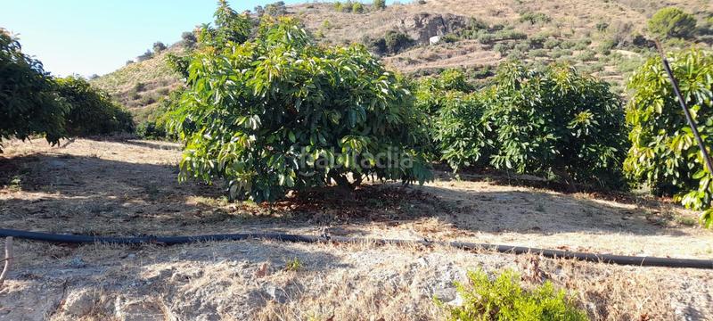 Foto 12646ce9-e242-42f4-86c3-ab20265a3f1f. Finca rústica a Ítrabo Foto 12646ce9-e242-42f4-86c3-ab20265a3f1f. Finca rústica a Ítrabo