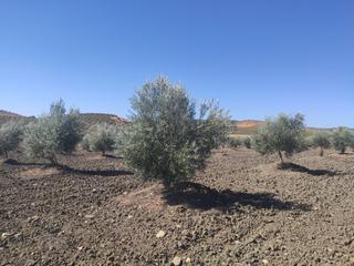 Propriété à Valenzuela. Olivar de planta nueva Propriété à Valenzuela. Olivar de planta nueva