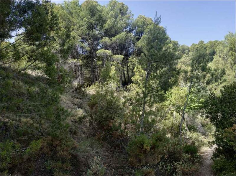 Foto 8f2b842f-386f-43d7-a0e4-ba719963f58f. Finca rústica solvia inmobiliaria suelo otros en Cocentaina Foto 8f2b842f-386f-43d7-a0e4-ba719963f58f. Finca rústica solvia inmobiliaria suelo otros en Cocentaina