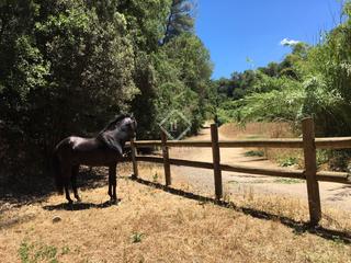 Finca rústica a Ca n´Oriol. Espectacular finca en venta, ideal para inversionistas en sant c Finca rústica a Ca n´Oriol. Espectacular finca en venta, ideal para inversionistas en sant c