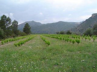 Terreno residencial en C-12, camí de la mola, 1. Finca 60ha agua gratis Terreno residencial en C-12, camí de la mola, 1. Finca 60ha agua gratis