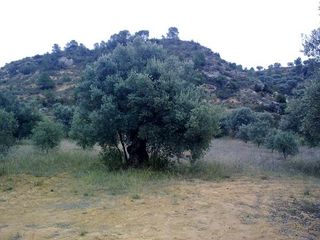 Finca rústica en T-741,. Finca rustica cerca del rio ebro Finca rústica en T-741,. Finca rustica cerca del rio ebro