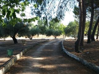 Terrain résidentiel à Avenida aceituneros 7. Finca rústica con vivienda y nave con agua y luz. Terrain résidentiel à Avenida aceituneros 7. Finca rústica con vivienda y nave con agua y luz.