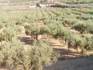 Lloguer Finca rústica en Polígono torria, 802. Venta solar rústico en onil Lloguer Finca rústica en Polígono torria, 802. Venta solar rústico en onil