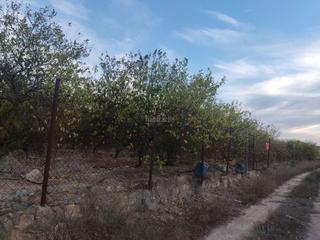 Finca rústica a Avenida de la estación 2. Huerto limonero Finca rústica a Avenida de la estación 2. Huerto limonero