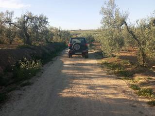 Propriété à Calle 4 del sector c-5 47. Olivar en plena producción. Propriété à Calle 4 del sector c-5 47. Olivar en plena producción.