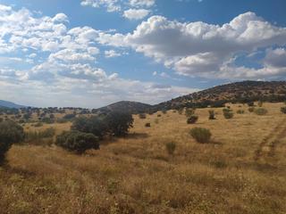Propriété à Cm-4111 49. Se vende finca de 30 hectáreas en término municipal de calzada d Propriété à Cm-4111 49. Se vende finca de 30 hectáreas en término municipal de calzada d