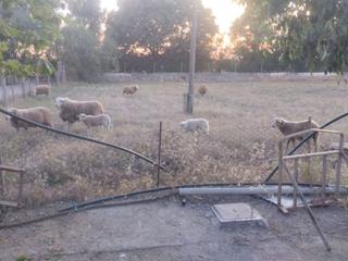 Rent Rural plot in Parcela 3 85. Alquiler finca rústica santa maria del cami. palma mallorca Rent Rural plot in Parcela 3 85. Alquiler finca rústica santa maria del cami. palma mallorca