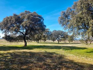Propriété à N-430 145. Finca rústica reforestada con encinas – 50 ha – agua abundante y Propriété à N-430 145. Finca rústica reforestada con encinas – 50 ha – agua abundante y
