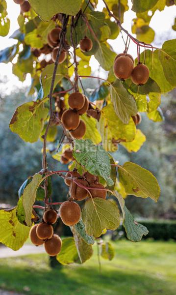 Foto 67d34b2c-1072-45b9-b997-d2e4bec40b98. Xalet a Melide Foto 67d34b2c-1072-45b9-b997-d2e4bec40b98. Xalet a Melide