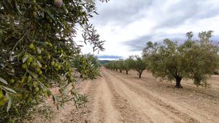 Fondo rustico in Monòver. Finca de riego con olivos y sistema de riego por goteo entre mon Fondo rustico in Monòver. Finca de riego con olivos y sistema de riego por goteo entre mon