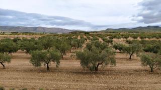 Fondo rustico in Monòver. Finca de riego con olivos y sistema de riego por goteo entre mon Fondo rustico in Monòver. Finca de riego con olivos y sistema de riego por goteo entre mon