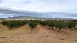 Fondo rustico in Monòver. Finca de riego con olivos y sistema de riego por goteo entre mon Fondo rustico in Monòver. Finca de riego con olivos y sistema de riego por goteo entre mon