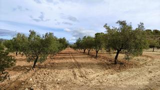 Fondo rustico in Monòver. Finca de riego con almendros, olivos y posibilidad de construir Fondo rustico in Monòver. Finca de riego con almendros, olivos y posibilidad de construir