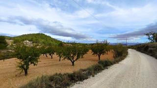 Rural plot in Monòver. Finca de almendros de secano en producción entre monóvar y pinos Rural plot in Monòver. Finca de almendros de secano en producción entre monóvar y pinos