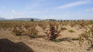 Propriété à Pinoso. Finca viñedos en plena producción en pinoso, alicante Propriété à Pinoso. Finca viñedos en plena producción en pinoso, alicante