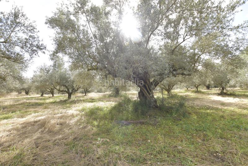 Foto 3c9257a5-8141-4921-b988-1920681a3c6b. Haus in Jérica Foto 3c9257a5-8141-4921-b988-1920681a3c6b. Haus in Jérica