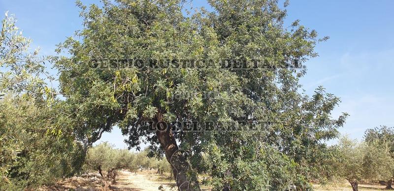 Foto 16208b8c-c689-4b27-87a4-2d6598492f73. Finca rústica a Camarles Foto 16208b8c-c689-4b27-87a4-2d6598492f73. Finca rústica a Camarles