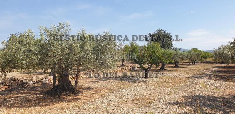 Foto 17c169c0-1db9-4275-a12b-09381224d849. Finca rústica a Camarles Foto 17c169c0-1db9-4275-a12b-09381224d849. Finca rústica a Camarles