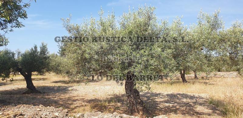 Foto 45d11b48-5e5a-41db-8ff1-a51ef64fb0bd. Finca rústica a Camarles Foto 45d11b48-5e5a-41db-8ff1-a51ef64fb0bd. Finca rústica a Camarles