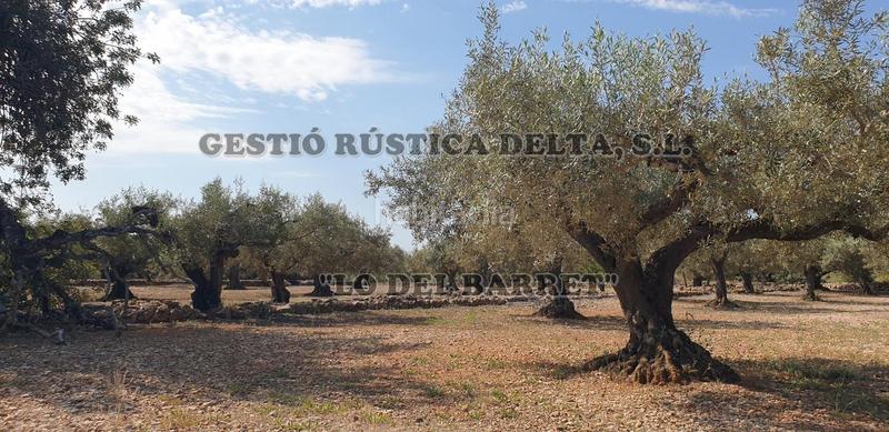 Foto 76fb28bb-48bb-4e5d-8fa0-dc8235dc7636. Finca rústica a Camarles Foto 76fb28bb-48bb-4e5d-8fa0-dc8235dc7636. Finca rústica a Camarles