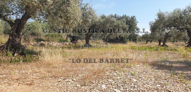 Foto 86822ae6-a958-49d8-8611-42e7a83f2fb4. Finca rústica a Camarles Foto 86822ae6-a958-49d8-8611-42e7a83f2fb4. Finca rústica a Camarles