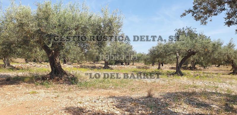 Foto 9233c5a6-9d84-4dac-8143-5349cdf4fa92. Finca rústica a Camarles Foto 9233c5a6-9d84-4dac-8143-5349cdf4fa92. Finca rústica a Camarles