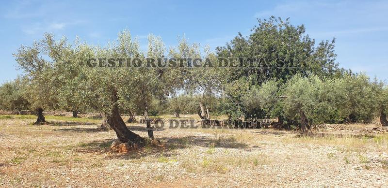 Foto c375df90-8617-42ed-8592-fefc53087b28. Finca rústica a Camarles Foto c375df90-8617-42ed-8592-fefc53087b28. Finca rústica a Camarles