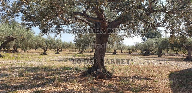 Foto cb1f0ebc-9b50-49c6-a75e-43113162afba. Finca rústica a Camarles Foto cb1f0ebc-9b50-49c6-a75e-43113162afba. Finca rústica a Camarles