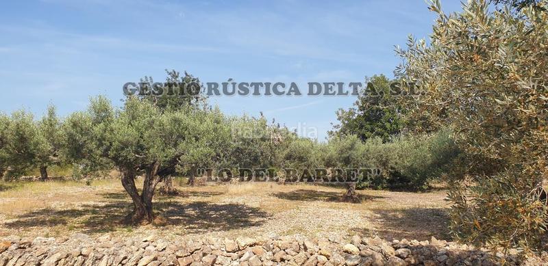 Foto d00e8364-0c2a-4443-a658-be7cc41bfaab. Finca rústica a Camarles Foto d00e8364-0c2a-4443-a658-be7cc41bfaab. Finca rústica a Camarles