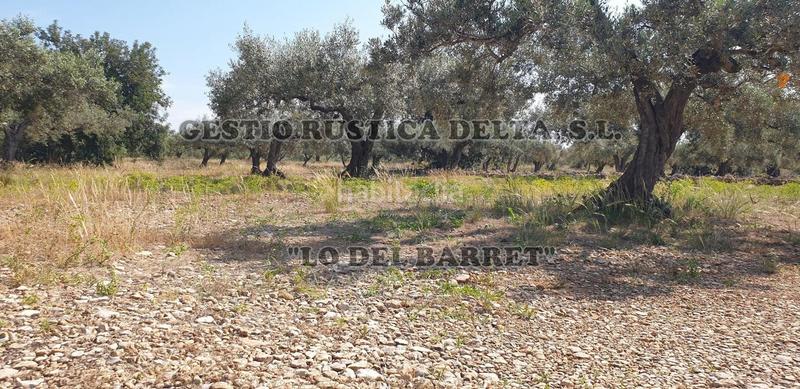 Foto d19bde78-b377-43a4-b4cb-f22cfb62aa60. Finca rústica a Camarles Foto d19bde78-b377-43a4-b4cb-f22cfb62aa60. Finca rústica a Camarles