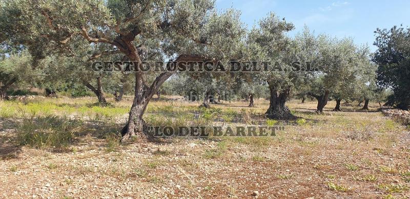 Foto f79d27ff-3bfb-421b-9bee-4f9ec9410697. Finca rústica a Camarles Foto f79d27ff-3bfb-421b-9bee-4f9ec9410697. Finca rústica a Camarles